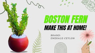 How to Make a Beautiful Indoor Boston Fern Plant Display Easy Home Decor Idea Natural Plant Gift