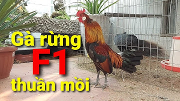 Gà rừng F1 tơ thuần mồi đã siêng gáy, gè mái😍