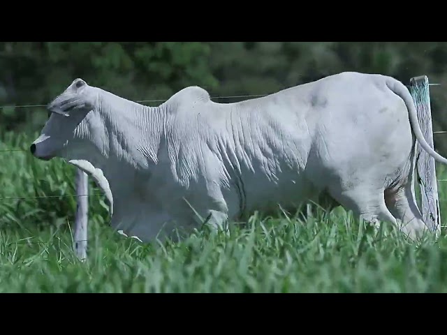 Lote 34 -  PAU 6251 - Ageopecuária  VR - Victor Ribeiro