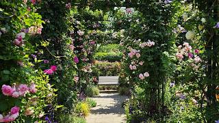 [4K] Spring Roses at Minato-no-Mieru-Oka Park｜Beautiful English Rose Garden Walk in Yokohama, Japan