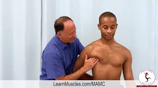 Famous Muscle Anatomy Master Class   Pectoralis Minor   Palpation Wealth