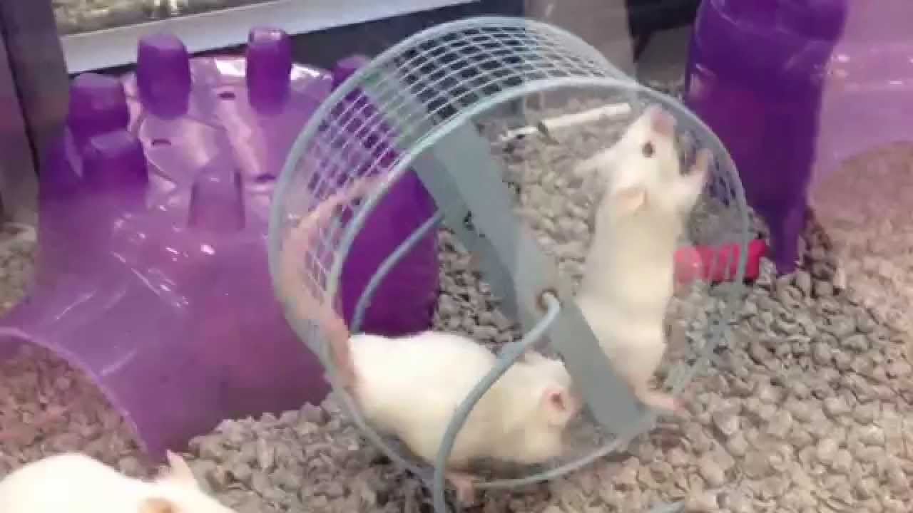 Two Mice Running on a Wheel FAIL YouTube