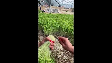 LIVE 🔴Most Satisfying Pea Sprout Cutting Ever ✂️ (Deep Relaxation)