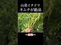 山菜イタドリ キムチが旨い