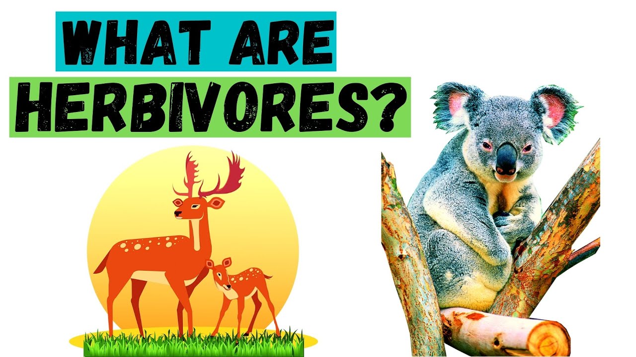 What Are Herbivores? II 29 Examples Of Herbivores II Sugar TV