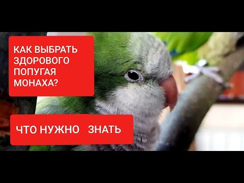 КАК ВЫБРАТЬ ЗДОРОВОГО ПОПУГАЯ МОНАХА КВАКЕРА? ЧТО НЕОБХОДИМО ЗНАТЬ ДО ПОКУПКИ ПТИЦЫ.