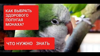 HOW TO CHOOSE A HEALTHY PARROT MONK QUAKER? WHAT YOU NEED TO KNOW BEFORE PURCHASING A BIRD.