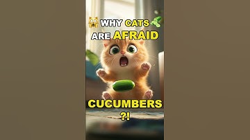 Why Are Cats So Scared of Cucumbers? The Surprising Reason!