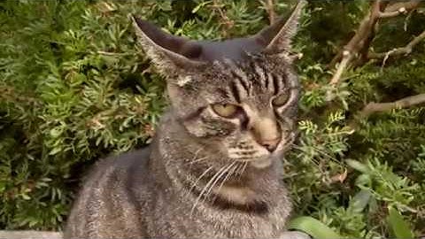 Amon Tobin - At the End of the Day (by The London Metropolitan Orchestra)