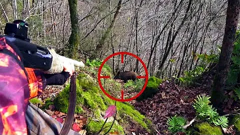 4頭野豬闖進村莊，獵人受邀前來驅逐禍害，100米外把野豬一槍爆頭 - 天天要聞