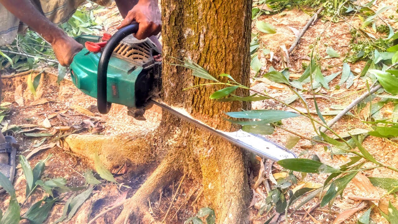 Woodcuting skills... Cut down 2 treembesi trees on the Village! - YouTube