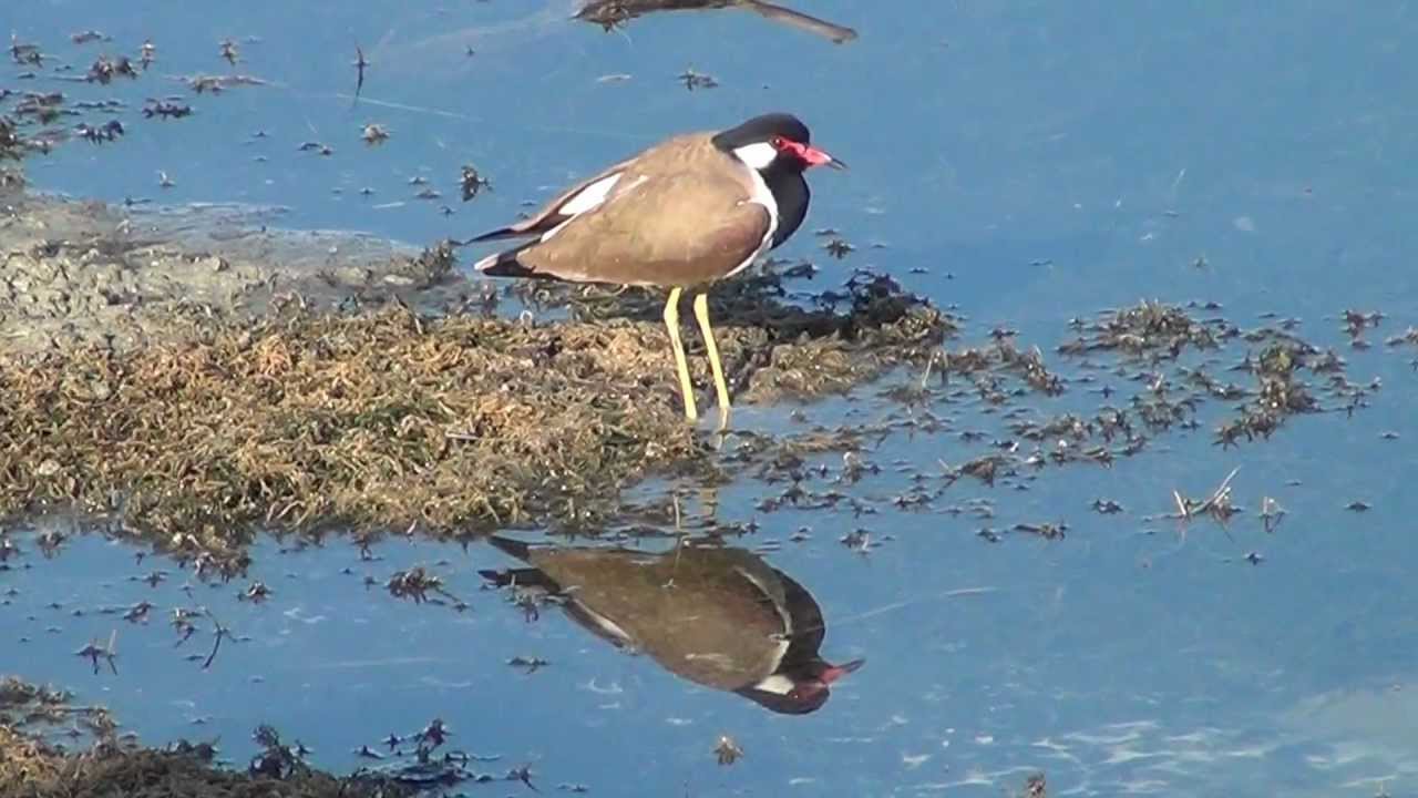 Red wattled lapwing Al Qurm park Oman 25/12/2011 