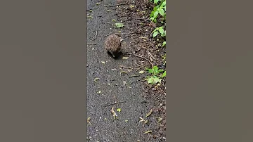 Незвичайна зустріч їжак на стежині Funnyanimals їжак Animals тварини Nature Hedgehog 