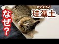 猫はなぜ珪藻土が大好きなのか？うちの猫もメロメロでしたw