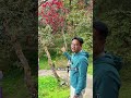 它是世界最大的天然杜鹃花园,在里面有一个罕见的奇观——一颗杜鹃树上,能开出7种不同颜色的花朵,在全球都极为罕见,很多人可能一生都没有见到过。@毕节文旅 #跟着乌蒙深处打卡毕节#多彩毕至一路生花#...