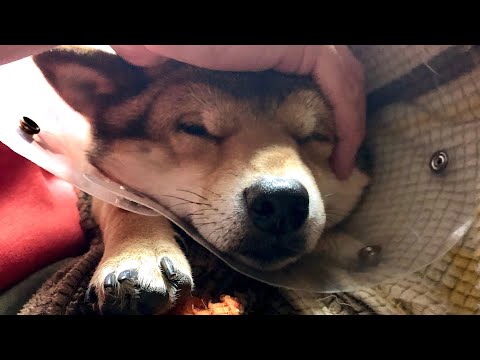 和み犬 柴犬つむ 癒される動画 Shibainu Tsumu Youtube