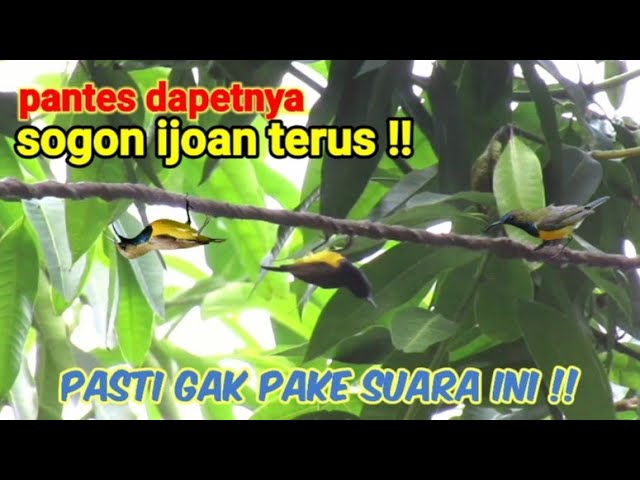 Suara Pikat Sogon Betina Ribut Kombinasi Kolibri Kelapa Ribut class=