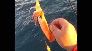 Pêche au calamar ( squid) le 18 janvier 2015 à Carry le rouet