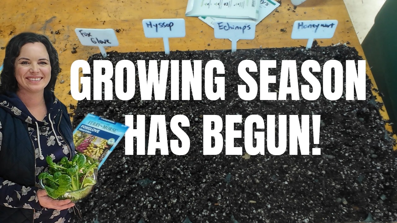 Бюджетный способ выращивания растений в саду: выращивание рассады из семян.