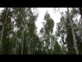Прогулка в белорусском лесу