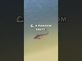 Carp Brain: How They Break Physics Rules