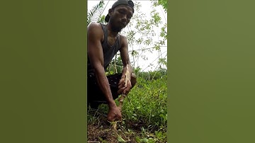 Harvesting cassava part 240 #shorts #farming #cassava #nature  #cassavaroots #cassavafarming