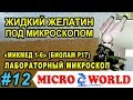 Старый желатиновый бульон под микроскопом - MICRO WORLD #12