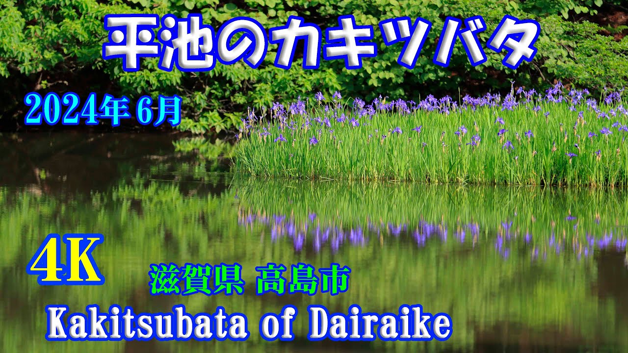 【平池のカキツバタ】 【4K】 この世の景色とは思えません！【Kakitsubata of Dairaike】 June 1 , 2024