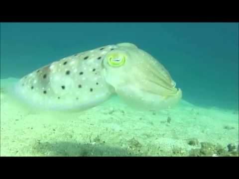Vídeo: O choco é um peixe de verdade?