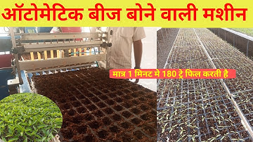 Automatic seeding machine for vegetable seeds 🌰🌰🌰 ||Chilli seeding in plug trays
