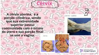 Download Lagu sistema reprodutor feminino MP3