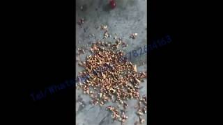 Factory price Industrial automatic date palm pitter machine/jujube pit removing machine