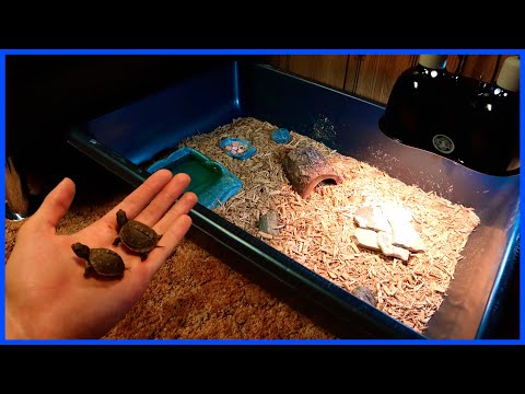 DIY Indoor Baby Box Turtle Enclosure!