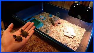 DIY Indoor Baby Box Turtle Enclosure!