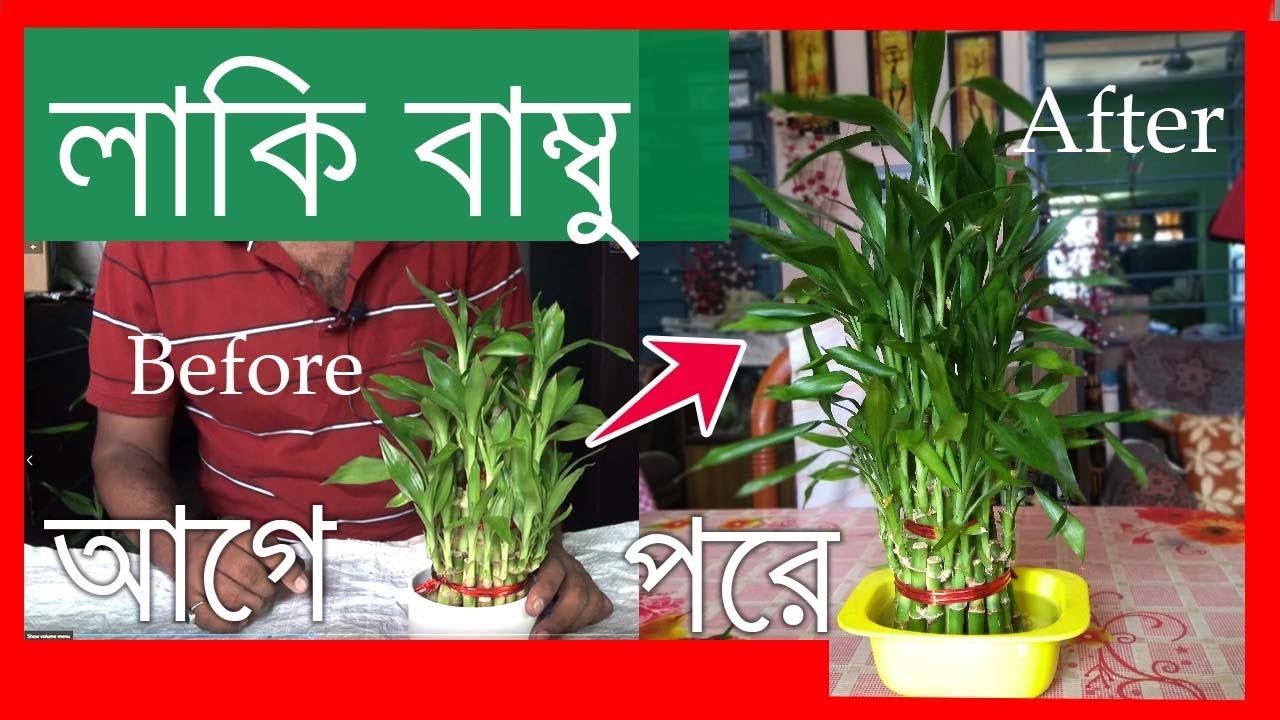 Lucky Bamboo Fengshui Bamboo Lucky Bamboo in water lucky bamboo