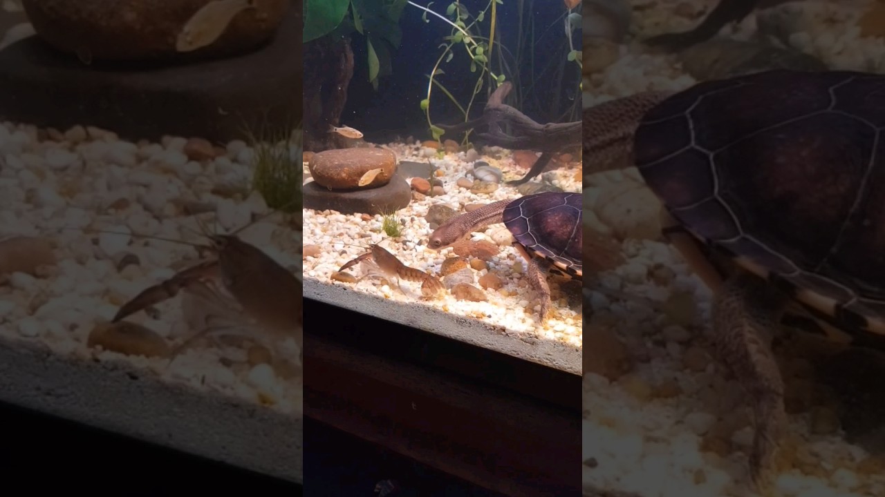 whatch your back 🦞🐢                                            