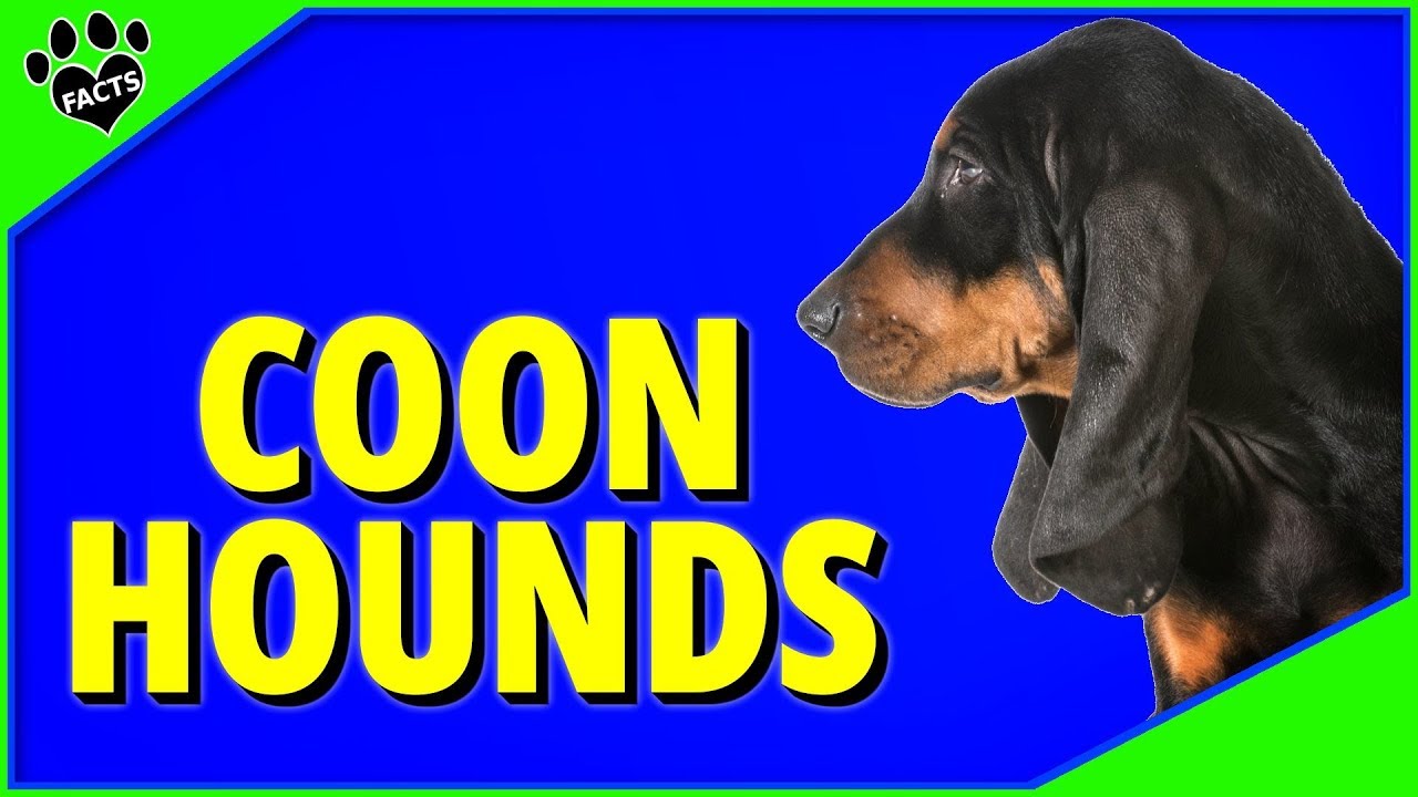 Top 7 Best Coonhound Breeds Dogs 101 YouTube
