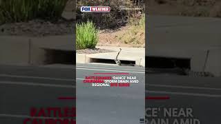 Watch: Rattlesnakes ‘Dance’ Near California Storm Drain Amid Regional Bite Surge