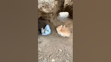 De mysterieuze verdwijning van drie schattige konijnen 🐇😨 #konijn #schattigedieren