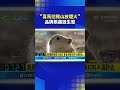 蔡國強放煙火爭議