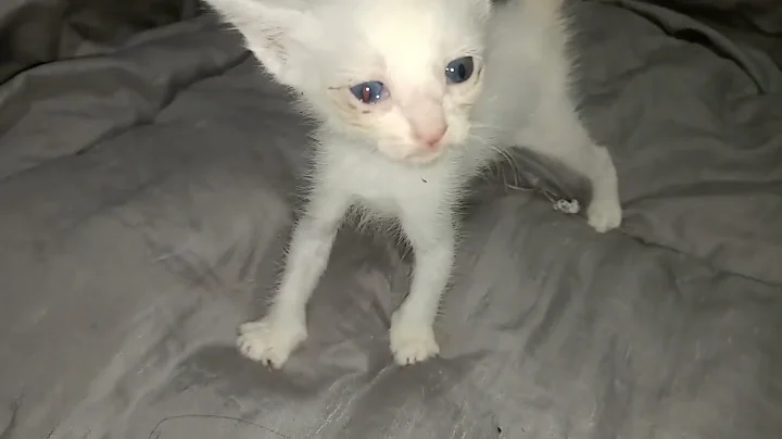 Watch the video about Blue eyes💙Khao Manee 🐈 kitty is walking❤️