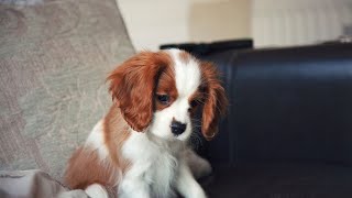 Crate Training Your Cavalier King Charles Spaniel Creating a Positive and Safe Space