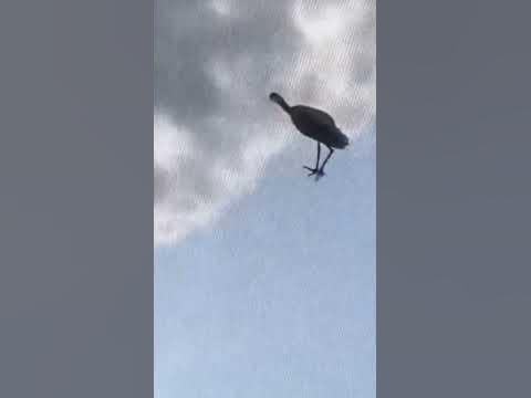 Щъркелче🐣🐣🐣 - YouTube