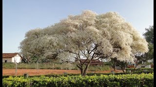  BELÍSSIMA NEVE DA MONTANHA NO MEU SÍTIO -  ÁRVORE ÓTIMA PARA PLANTAR NA CALÇADA PORTE BAIXO 