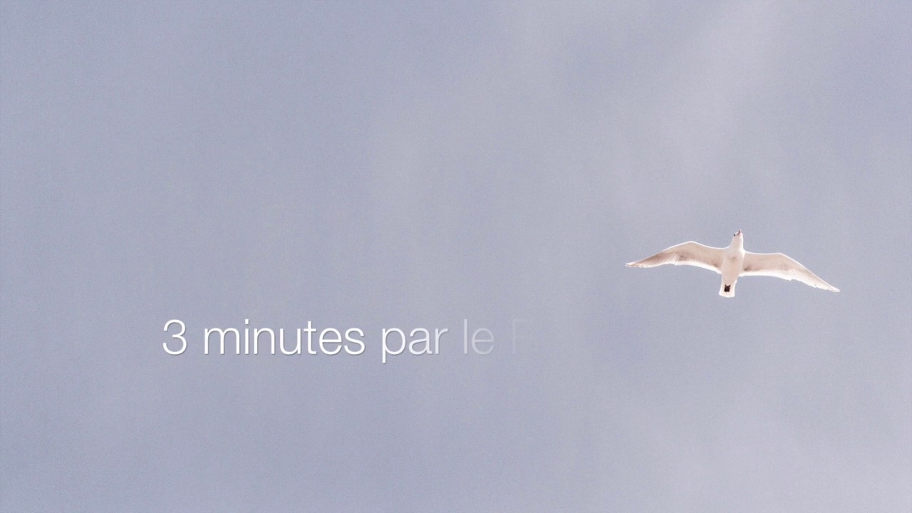 Parachat Noa'h - Le corbeau et la colombe