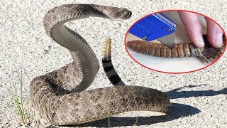 What's Inside a Rattlesnake Rattle? | your mind is my warehouse