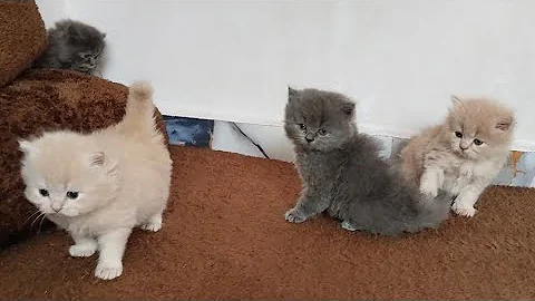 Video 11869111: persian cat kitten cute, kittens growing