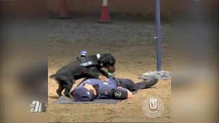 Can You Teach a Dog to Perform CPR
