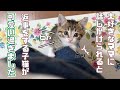 【保護猫】大好きなママに話しかけられると返事をする子猫が可愛すぎましたｗ