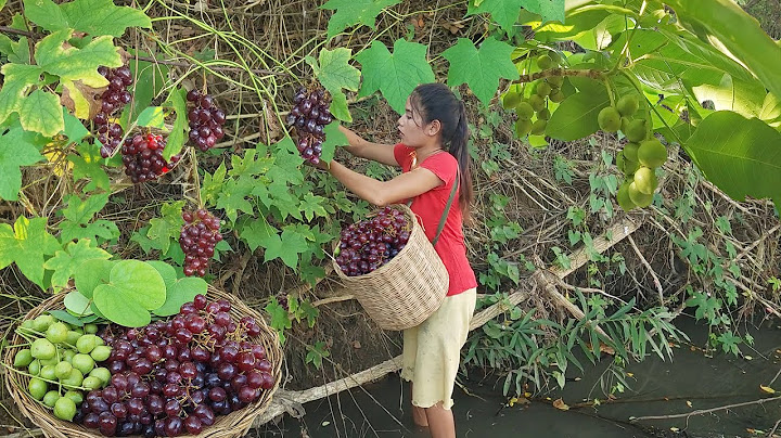 Find meet Natural fruit for food in jungle - Survival in forest
